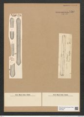 Ardissonia pulcherrima (Hantzsch) Grun. (de-Toni-Nr.: Genus 68, Species 2680) Zeichnungen Sammlung Grunow Nr. 5489 (NHMW-BOT-W0373920)